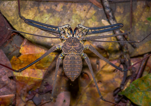 Whip Scorpion walking toward viewer through dry leafs, whip Scorpion amblypygi inside of the forest in Cuyabeno National Park, in Ecuador