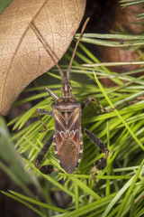 leptoglossus occidentalis