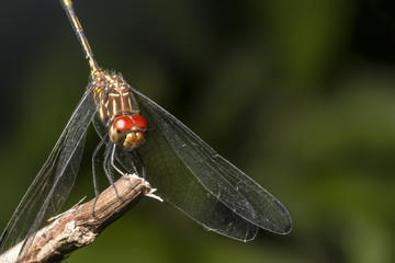 Libélula