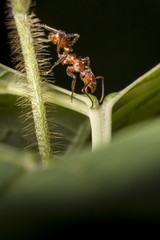 Hormiga roja