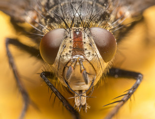 Ojos compuestos Mosca