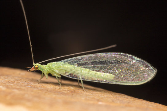 Green Lacewing