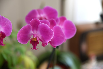 orchidea, fiore, fiori pianta viola roso 