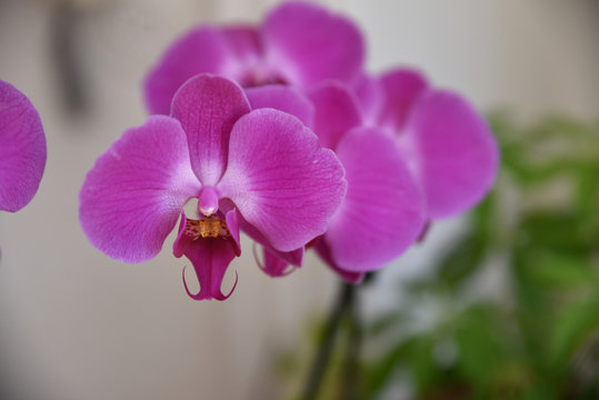 orchidea, fiore, fiori pianta viola roso 