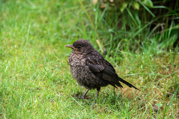 Close up of a baby blackbird in a garden in the UK