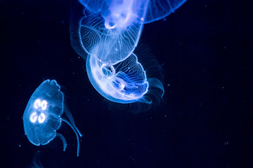Fototapeta premium Moon jelly fish in aquarium 