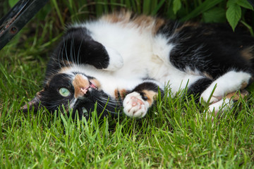 A tortoiseshell cat rolling around in a garden in England
