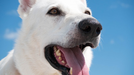 White German Shepherd Dog at the beach