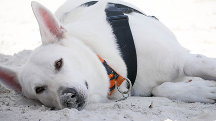 White German Shepherd Dog at the beach