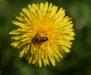 fiori giallo con ape api miele mieli tarassaco apicoltore