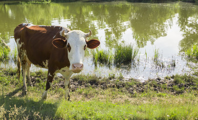 A cow with brown and white wool grazes on a green meadow