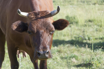 A cow with brown and white wool grazes on a green meadow