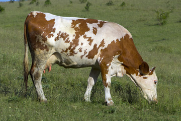 Fototapeta na wymiar A cow with brown and white wool grazes on a green meadow