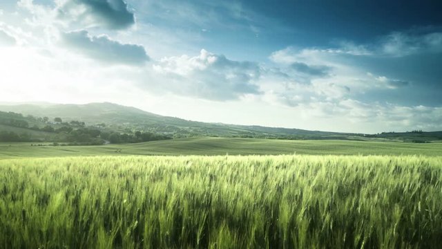wheat field in Tuscany, Italy