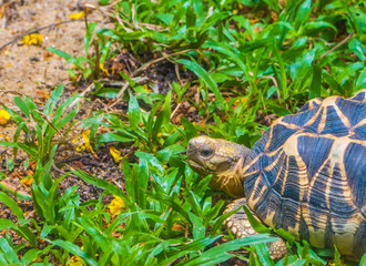 The Indian star tortoise