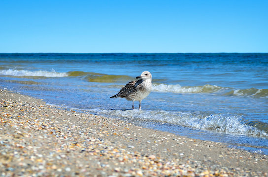 Large Black Sea seagulls in the natural habitat.