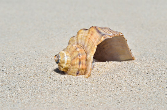 An empty shell lying on the sand in the desert.