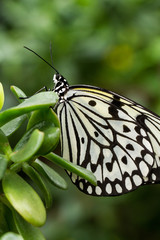 White and Black Butterfly #2