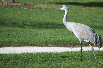 Sandhill Crane.