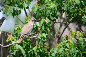 Mourning dove perched in front of green tree