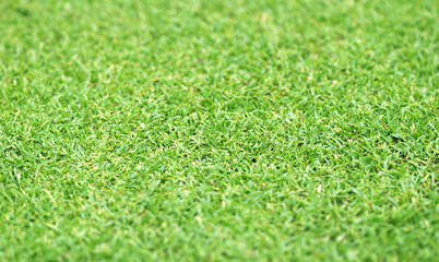 Fototapeta premium grass background Golf Courses green lawn