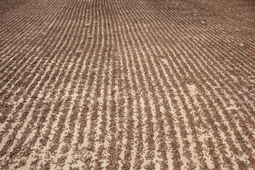 Watermelon seeds drying in sun