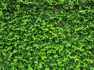 Obraz premium green leaves natural wall.