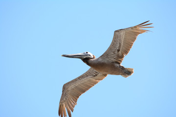 Close up of pelican flying against blue sky
