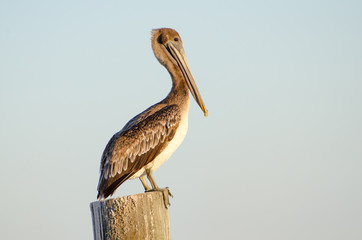 Pelican on a post
