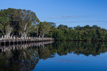 Fototapeta premium The Everglades