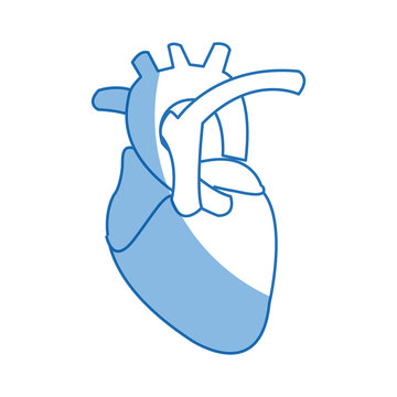 human heart anatomy cardiology healthcare symbol vector illustration