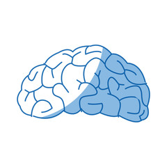 drawing brain human organ part anatomy vector illustration