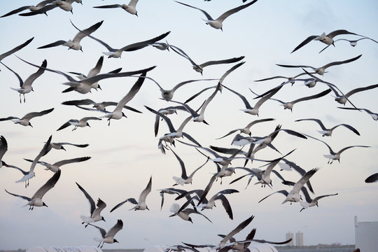 Flock of seagulls swarming