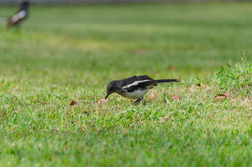 thailand magpie bird playing walking on grass in public park.