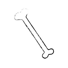 drawing human bone anatomy orthopedic vector illustration