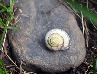 White snail shell on rock 