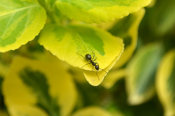 Black ant crawling on yellow and green leaf 