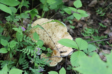 Champignon