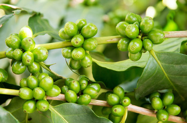 Coffee tree with   green  berries on farm