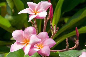 Fototapeta premium plumeria