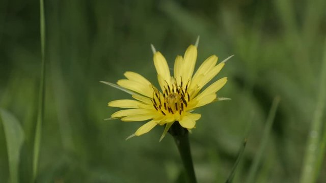 Green field Tragopogon pratensis flower 4K 2160p 30fps UltraHD footage - Macro of yellow meadow salsify plant 3840X2160 UHD video