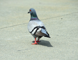 Pigeon walking on urban city sidewalk 