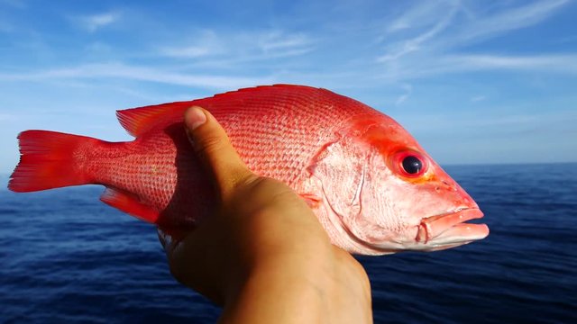 A left hand holding a big fresh red snapper with sea and blue sky background
