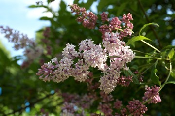 Lilac flowers