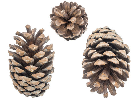 Set of pine cones isolated on white background.