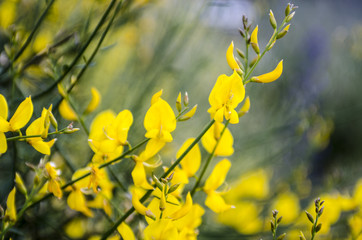 CAMPOS DE FLORES PRIMAVERA