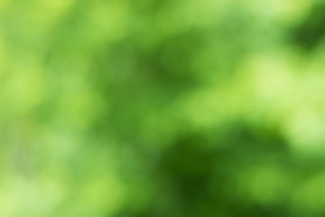 Natural green background blur.