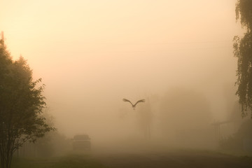 White Stork at dawn, flies through the village in the fog