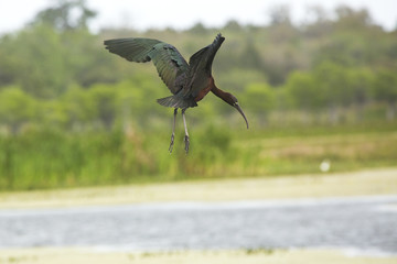 Glossy ibis flying over a swamp in Christmas, Florida.