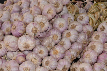 Bulbs of raw garlic at farmer's market